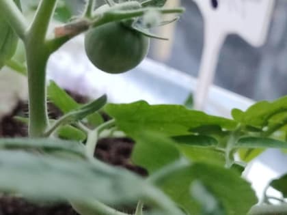 Эти простые и эффективные способы защитят тепличные растения от заморозков