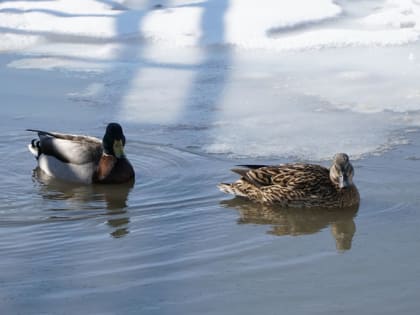Синоптик Тишковец дал прогноз на апрель 2023 года