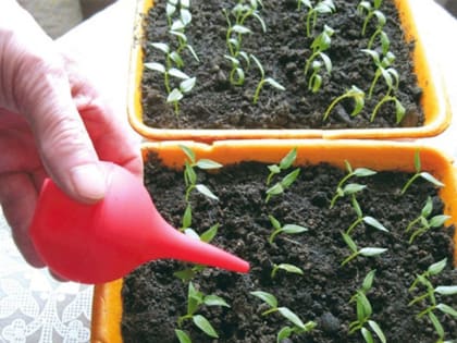 Чудо-вода для полива рассады