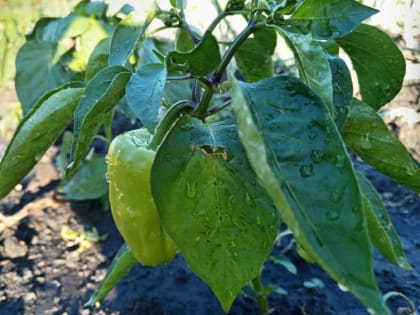 Почему не всходят семена острых перцев и что с этим делать