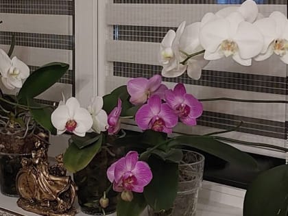 Как ухаживать за орхидеей в домашних условиях