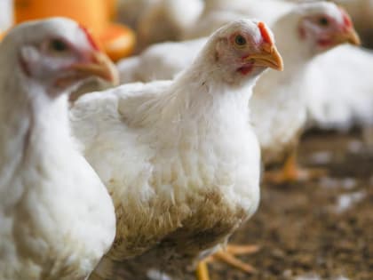 Ветеринары Мордовии приступают к вакцинации птиц от высокопатогенного вируса