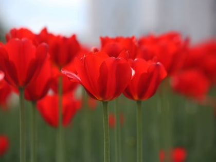 Когда выкапывать тюльпаны после цветения