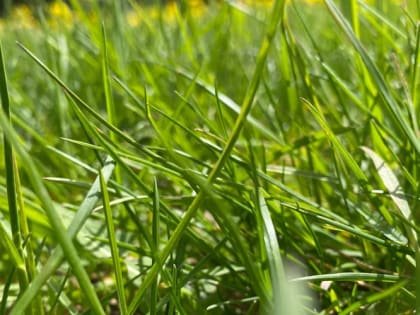 В Мордовии растет число пострадавших от клещей