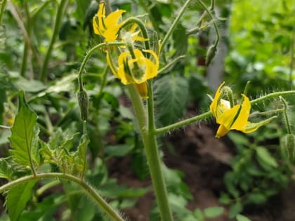 Сделайте так и не узнаете свой огород: простой способ предотвратить болезни и нашествие вредителей