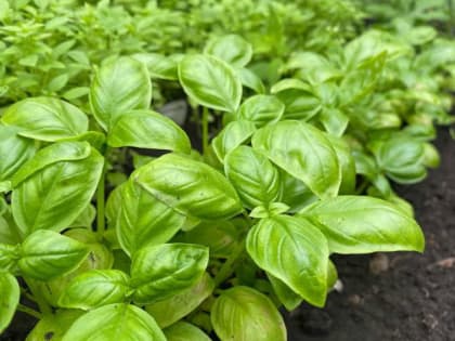 Агроном раскрыла секрет успешного выращивания базилика