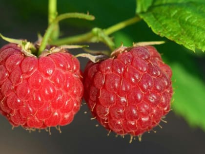 Подкормите этим малину прямо сейчас и урожай будет собирать ведрами