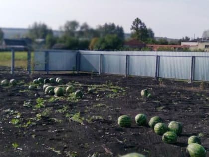 Пудовые арбузы вырастили огородники из Мордовии