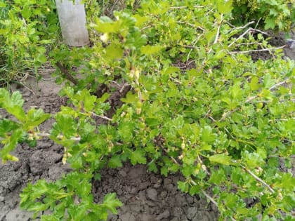 Ухаживайте за крыжовником так, и вас просто завалит ягодами