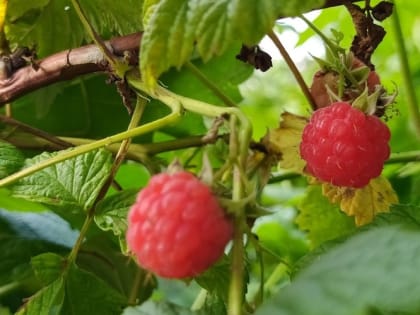 Готовим малину к зиме правильно 