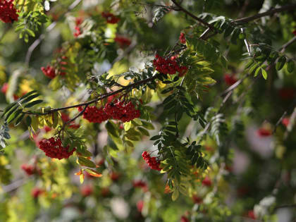 Финогеев день: не делайте этого 29 июля, иначе быть беде
