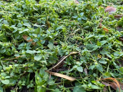 Сорняки расскажут, какая почва на вашем участке