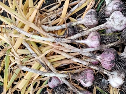 Правила посадки чеснока под зиму