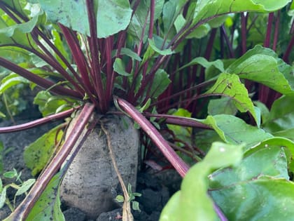 Чем полезна красная свекла