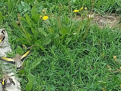 Как избавиться от сорняков на участке