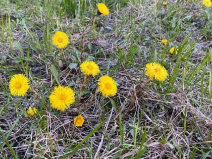 Синоптик Тишковец сказал, когда придёт весеннее тепло
