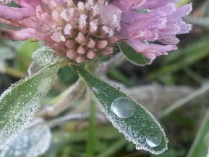 Как защитить растения от возвратных заморозков