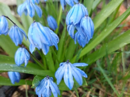 Сроки посадки луковичных цветов