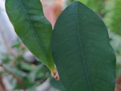 Как вырастить дома фикус и ухаживать за ним, чтобы не сбросил листья