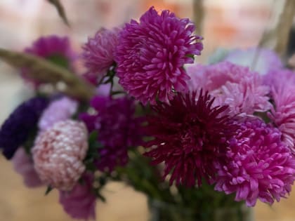 Где сажать астры и как за ними ухаживать, чтобы они пышно цвели