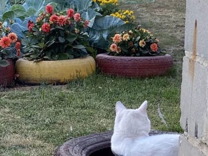 Зачем сажать огурец с подсолнухом, а под яблоней полынь: подборка садовых премудростей