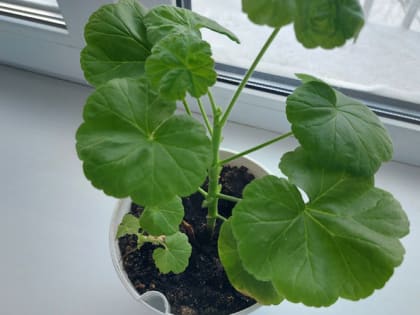 Как избавиться от мошек в цветах дома