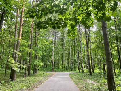 Муниципальное предприятие «СпецСервис» проводит санитарную очистку Пролетарского лесопарка от аварийных и фаутных деревьев