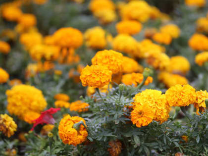 Красота и огромная польза: три причины посадить бархатцы на огороде