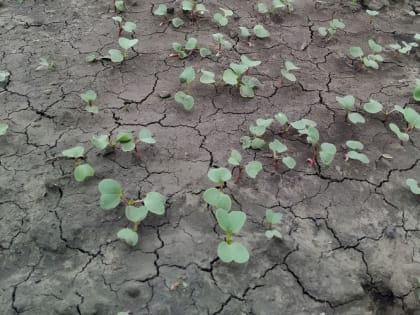 Никогда не поступайте так: 5 «не» при использовании мульчи