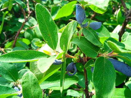 Важная подкормка жимолости после сбора ягод