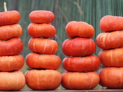 Тыквы, которые хранятся дольше всего 