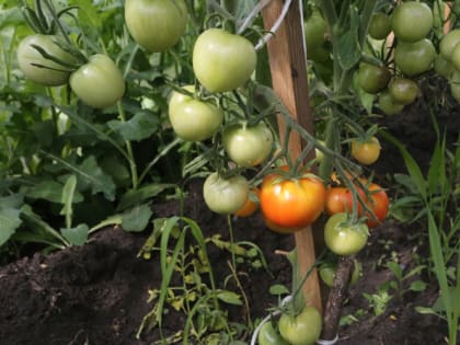 Напасть помидорная: как спастись от фитофтороза