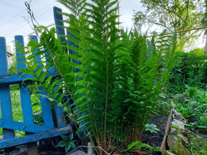 Эксперты назвали тенелюбивые растения для цветника