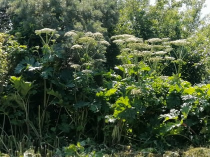 Административная ответственность за непринятие мер по удалению борщевика Сосновского
