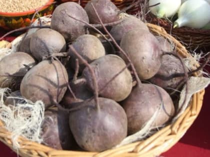 Главный секрет правильного хранения свеклы 