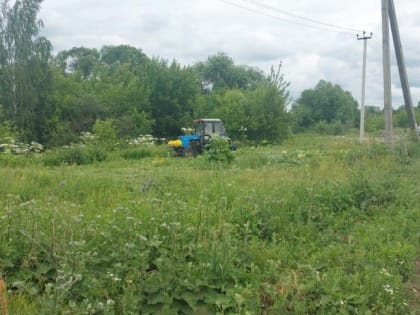 В Саранске продолжается ликвидация борщевика