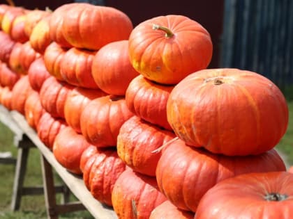 Что это за чудо-тыква, которую можно хранить 3 года