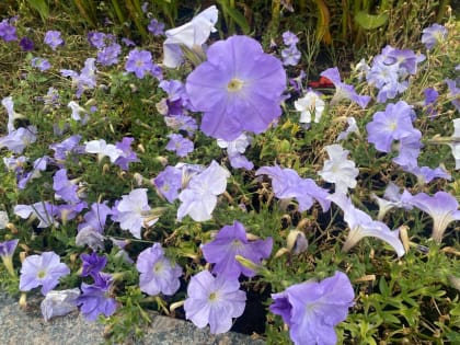 с 20 по 22 сентября 2023 года местами территории Республики Мордовия сохранится высокая (4 класс) пожарная опасность лесов