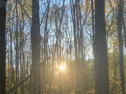 С 31 августа по 4 сентября местами на территории Мордовии ожидается высокая (4 класс) пожарная опасность лесов