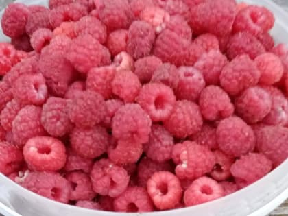 Как ухаживать за малиной летом 