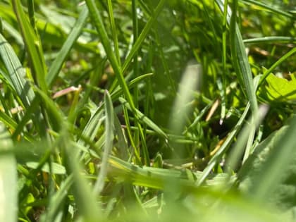 В Мордовии в снятых с людей клещах нашли возбудителя опасной инфекции