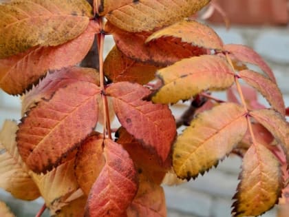 Подготовка садоводов к зиме: важные шаги