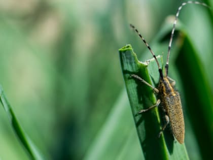 В Мордовии 208 человек пострадали от клещей