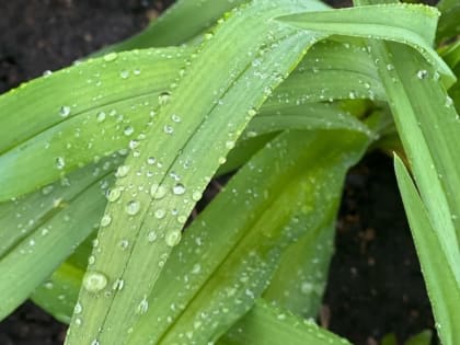 В Мордовии 10 мая ожидается небольшой дождь 