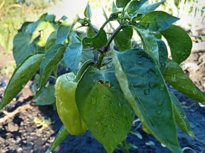 Три способа дозревания перцев