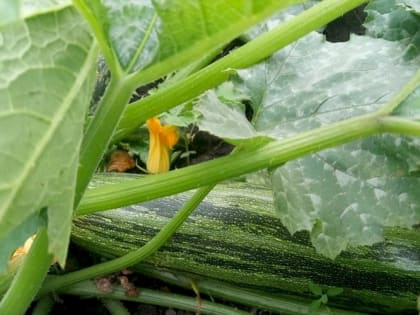 Вас просто засыплет кабачками, если подкормите их этими удобрениями