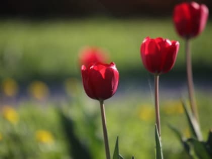 Когда сажать тюльпаны и как делать это правильно