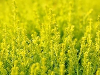 JAMA: ученые нашли растительное соединение от никотиновой зависимости