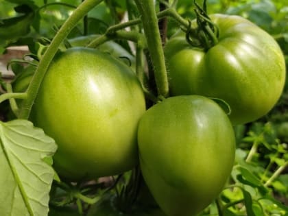 Варианты совместных посадок для огурцов и томатов 