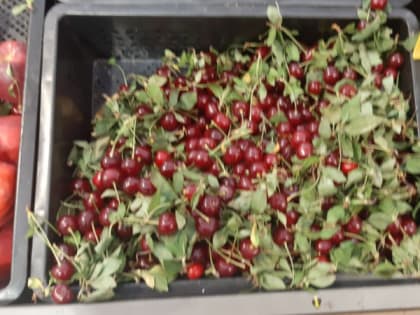 Уберечься от ботулизма: Роспотребнадзор напомнил, как правильно выбрать черешню — где хранить, если сразу не съели